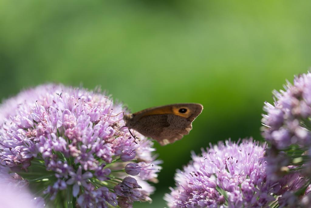 Blier Herne Gorredijk ภายนอก รูปภาพ